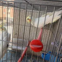 ی جفت عروس هلندی نروماده