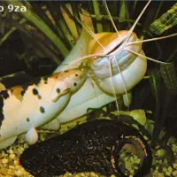 گربه ماهی راه رونده|ماهی|پلدختر, |دیوار