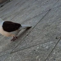 کبوتر خوشرنگ سیاه قزوینی مچ پر،دوکت سرخ