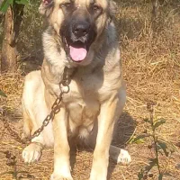 واگذاری ماده سرابی|سگ|عباس‌آباد, |دیوار