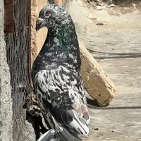 سرور ناب ‌زیبا مخصوص پرش جفت گاه