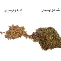 شبدربرسیم ضمانتی...یونجه کریس asl|عمدهفروشی|رشت, پارک شهر|دیوار