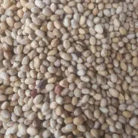 خرید پسته پوک