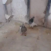 ۲ جفت کله ۳۸۰۰|پرنده|شیروان (خراسان), |دیوار