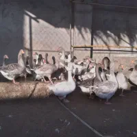 همه قازا بزرگ و بالغ هستن|حیوانات مزرعه|وحدتیه, |دیوار