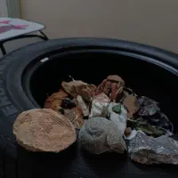 کلکسیون سنگ های زینتی و فسیل صدف و حلزون دریایی