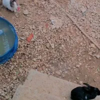 خرگوش|موش و خرگوش|برازجان, |دیوار