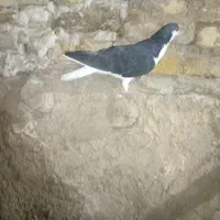 خوشرنگ سیاه نر|پرنده|قزوین, |دیوار