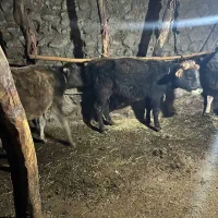 گوساله|حیوانات مزرعه|انگوت, |دیوار