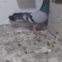 سه تا کفتر سبز بازی شده نر
