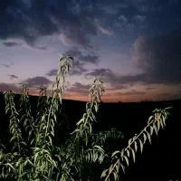 باغ-هزارمتری-شهرک-صنعتی-2-نجف-اباد