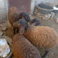 پنج عدد بزغاله