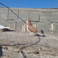 کفتر|پرنده|نیشابور, شهید بهشتی|دیوار