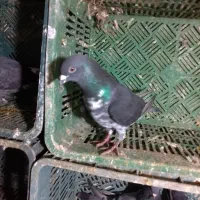 کبوتر مسافتی دوبر قاره