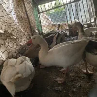 غاز واردک و مرغ و۱عدد بوقلمون نرفروشی