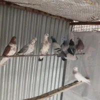 کبوتر پلاکی دمگیر ط‌وقی