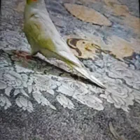 عروس هلندی|حیوانات|مشهد, کوی دروی|دیوار