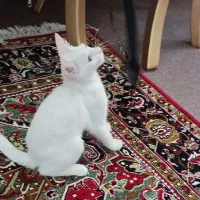 گربه|گربه|ارومیه, |دیوار