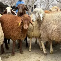 گوسفند خود با یک تماس زنده درب منزل تحویل بگیرید