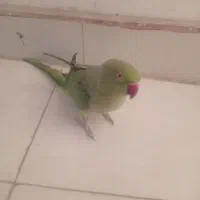 ملنگو سخن گو|پرنده|شهر بابک, |دیوار