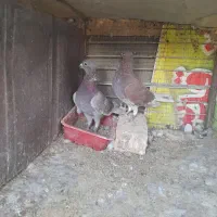 جفت کفتر قوره‌ای|پرنده|بیرجند, |دیوار