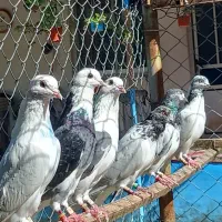 کفتر ساعت بالا|پرنده|رشت, احمد گوراب|دیوار