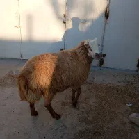 قوچ دامازدیق|حیوانات مزرعه|سرعین, |دیوار