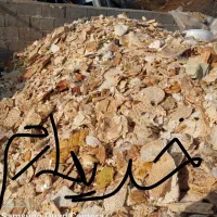 نون خشک دامی