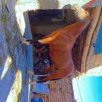 اسب مادیان ۸ما آبستن|حیوانات مزرعه|فریدونشهر, |دیوار