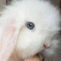 خرگوش های لوپ ومینی لوپ عروسکی