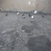 کبوتر برای فروش|پرنده|سوسنگرد, |دیوار