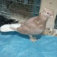 کفتر تافته‌ای سرخ دم سفید|پرنده|شیراز, جوادیه|دیوار