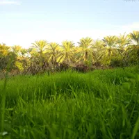 باغبان تمام وقت