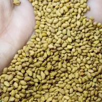 قره یونجه بذر با تناژ بالا