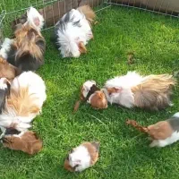 خوکچه سرحال و خوشگل|موش و خرگوش|قائمشهر, |دیوار