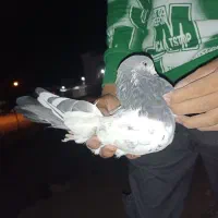 4 کفتر