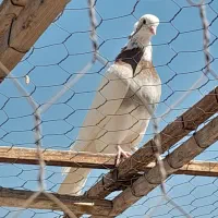 کبوتر طوقی