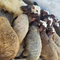 گوسفند مایه شریکی میخوام هر عزیزی باش