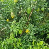 بالنگ|خوردنی و آشامیدنی|خرم‌آباد (تنکابن), |دیوار