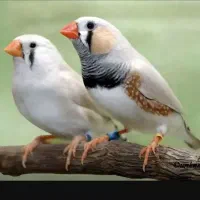 فنچ عمده ای