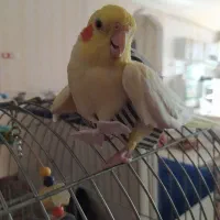 عروس هلندی ماده