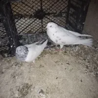 کبوتر پرشی|پرنده|پاکدشت, پاکدشت (مامازند)|دیوار