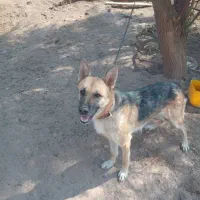 سگ ژرمن معاوضه با هرچی بکارم بیاد|سگ|رفسنجان, |دیوار