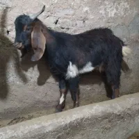 بزغاله نر ۹ماهه اصل