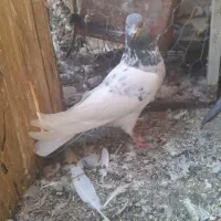کبوتر طوقی نر تهرانی صید شده