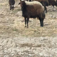 قوچ قزل افشار