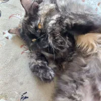 گربه پرشین|گربه|گرگان, |دیوار