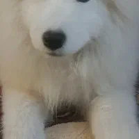 واگذاری سگ سامویید