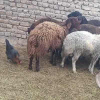 چهار راس بره نر