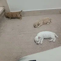 فروش سه پودل اصل